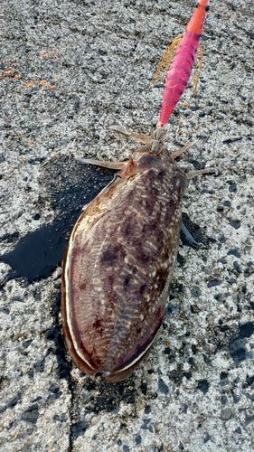 コウイカの釣果