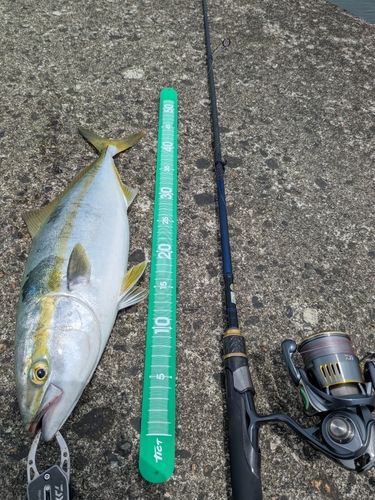 フクラギの釣果