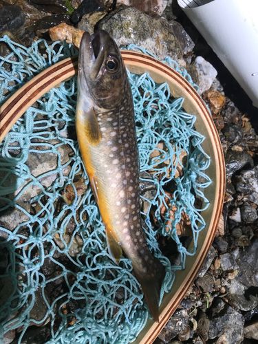 イワナの釣果