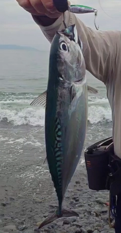 ソウダガツオの釣果