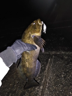 アイナメの釣果