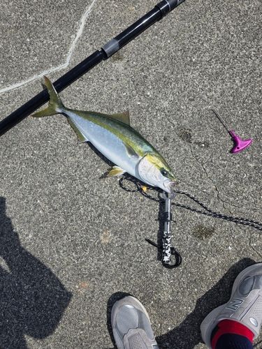 ハマチの釣果