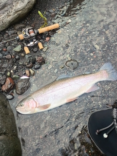 ニジマスの釣果