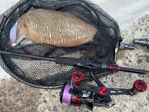 モンゴウイカの釣果