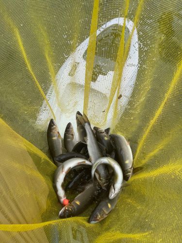 アユの釣果