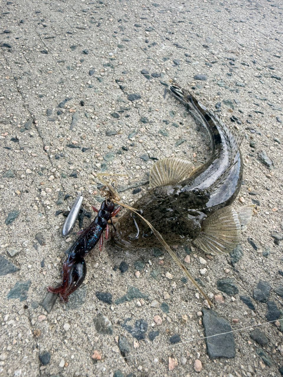 マゴチの釣果写真