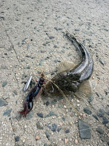 マゴチの釣果