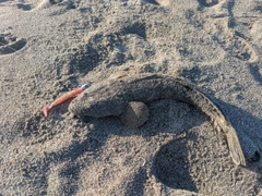 マゴチの釣果