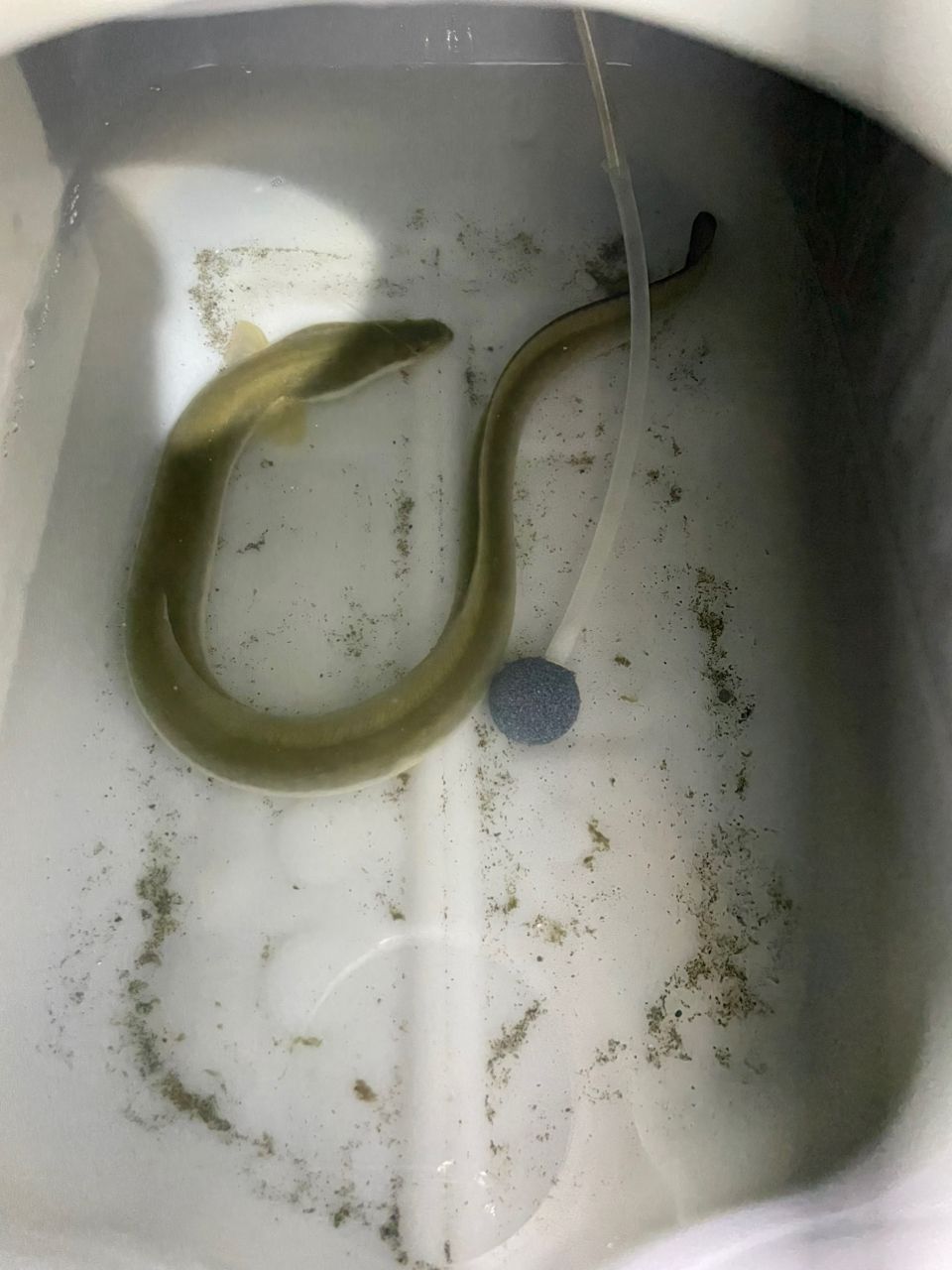ウナギの釣果写真