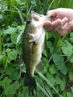 ラージマウスバスの釣果