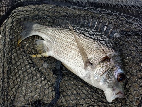 キビレの釣果