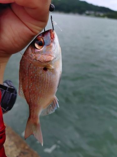 チャリコの釣果