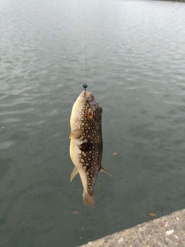 フグの釣果