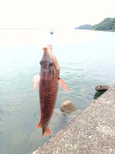 ベラの釣果