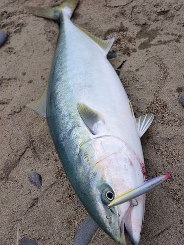 ワラサの釣果