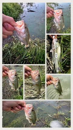 ブラックバスの釣果