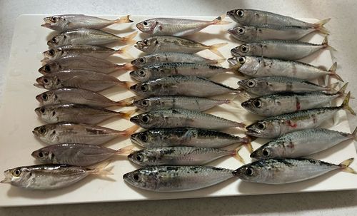 アジの釣果