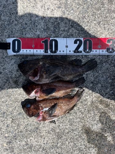 ソイの釣果