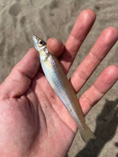 キスの釣果