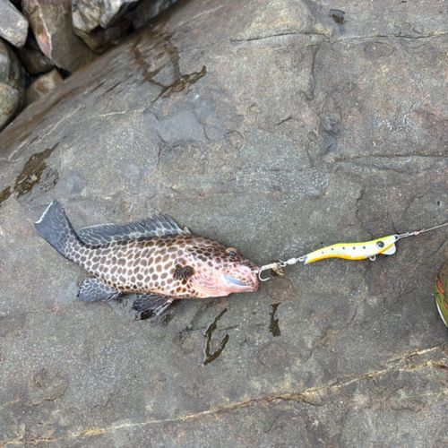オオモンハタの釣果