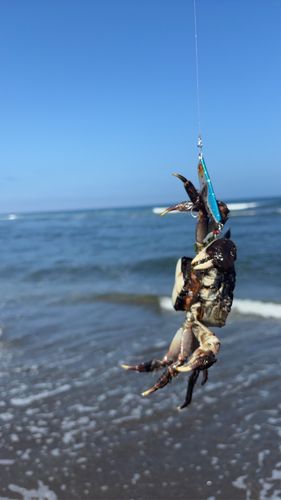 モクズガニの釣果