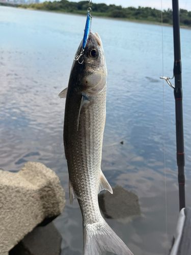 ボラの釣果