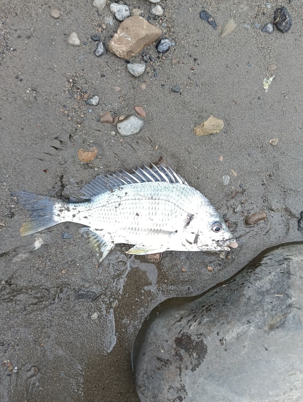 キビレの釣果写真