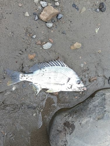 キビレの釣果