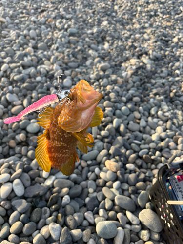キジハタの釣果