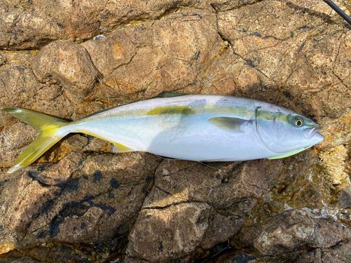 ハマチの釣果