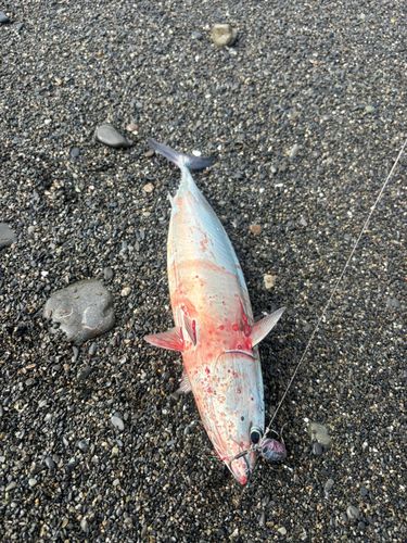 静岡県で釣れたアオリイカの釣り・釣果情報 - アングラーズ | 釣果600