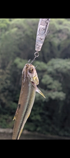 カワムツの釣果