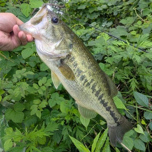 ラージマウスバスの釣果