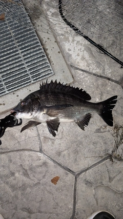 クロダイの釣果
