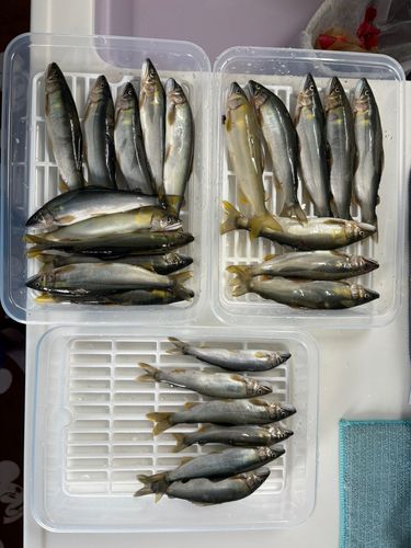 アユの釣果