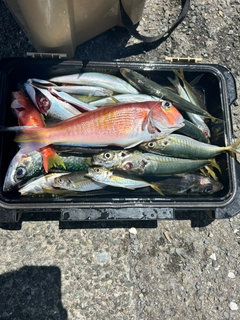 釣果
