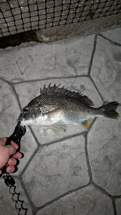 キビレの釣果