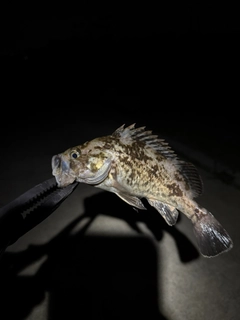 ソイの釣果
