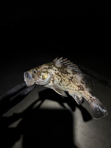 ソイの釣果