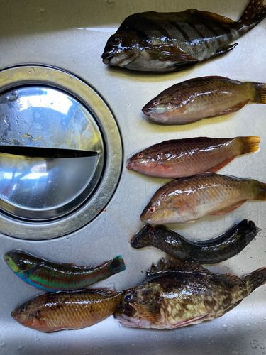 釣果