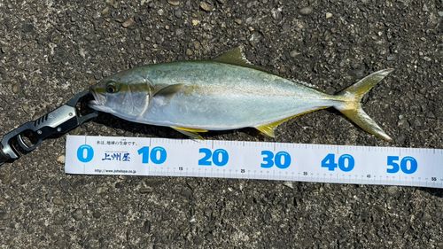 ヒラマサの釣果