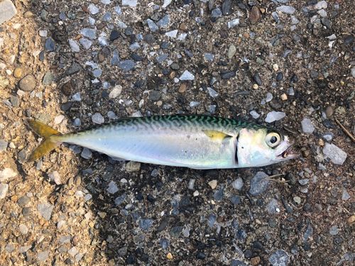 サバの釣果・釣り情報まとめ【2026年最新】 - アングラーズ | 釣果600 