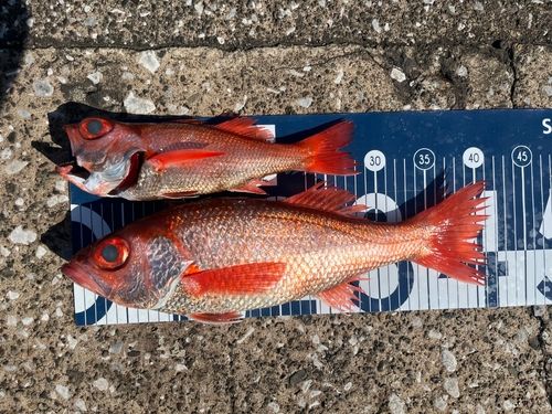 アカムツの釣果