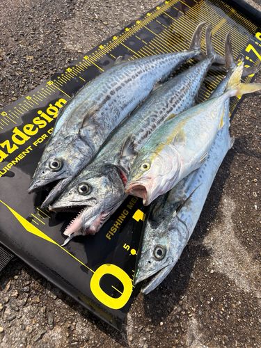 サゴシの釣果