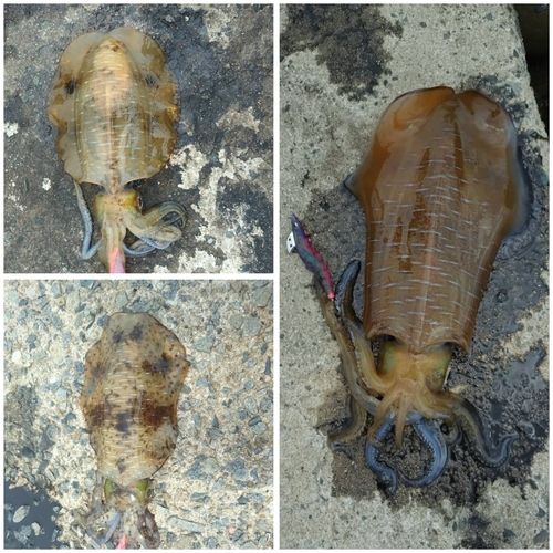 アオリイカの釣果