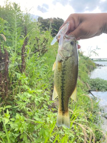 ラージマウスバスの釣果