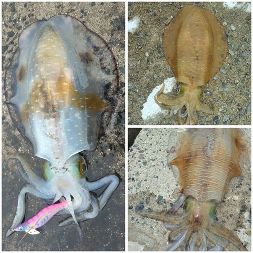アオリイカの釣果