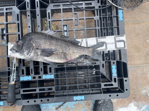 クロダイの釣果