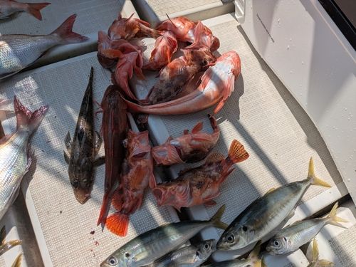 アラカブの釣果