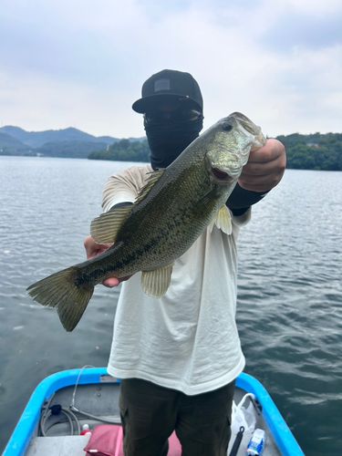 ラージマウスバスの釣果
